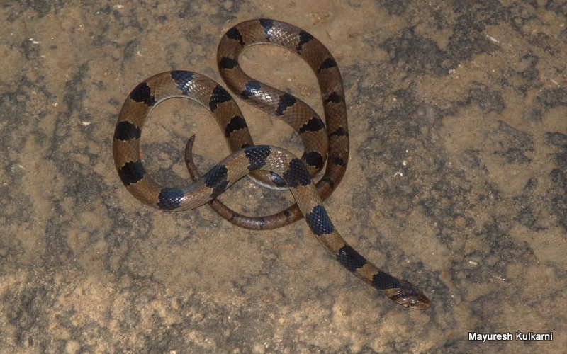 kannada-snake-names